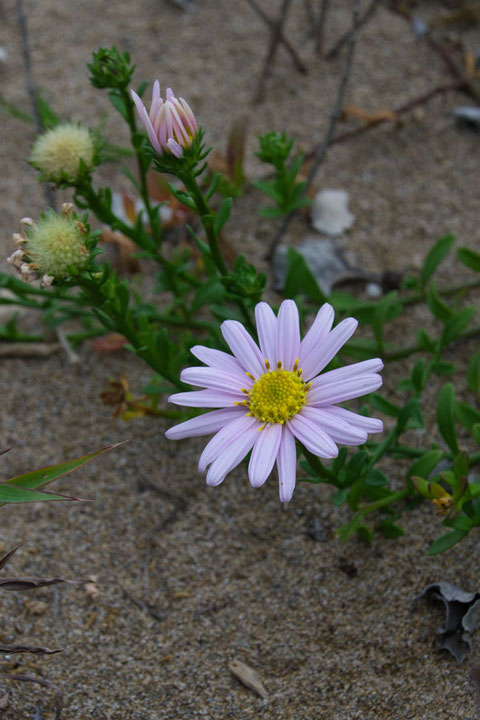 ハマベノギク　淡い桃色の花もあった！