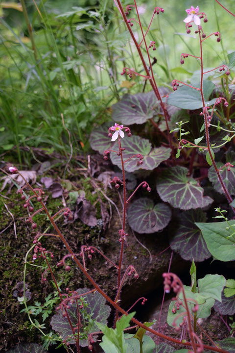 ユキノシタ (雪の下)　ユキノシタ科 ユキノシタ属　　花は茎頂から咲き出す