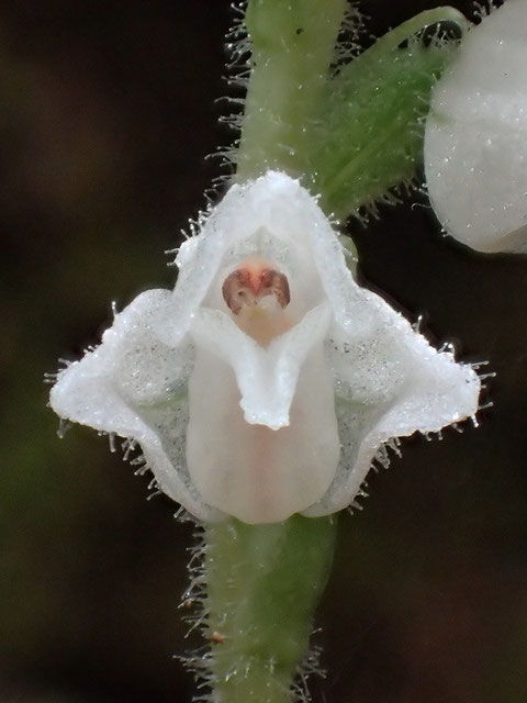 茎・花茎・花の外側は、細かく透明感のある毛が生えていました