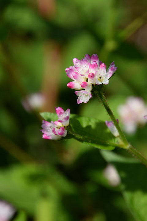 ミゾソバはこの時期よく見かけますが、好きな花です