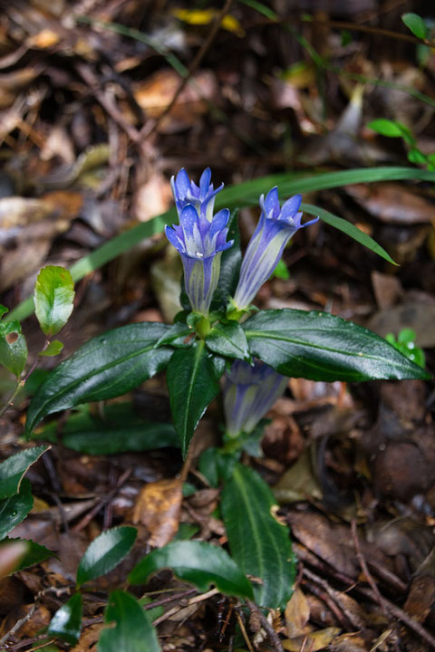 アサマリンドウ (朝熊竜胆)　リンドウ科 リンドウ属　　立派な開花株だ！