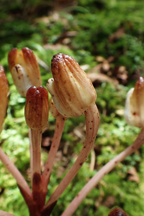 キバナノショウキラン　　この花は蕾の状態が一番美しいかも