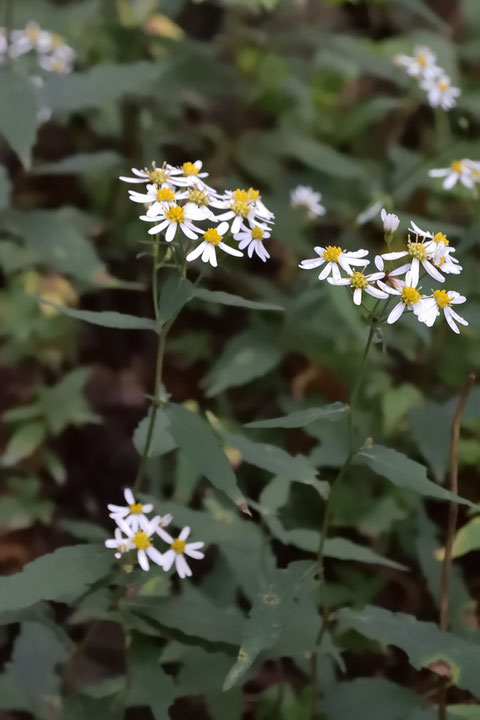 シロヨメナ (白嫁菜)　キク科 シオン属