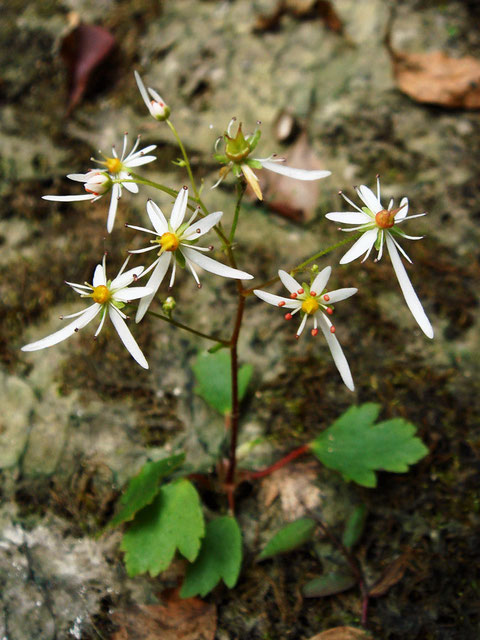 ＃１６　ウチワダイモンジソウの花　　大の字に似ています