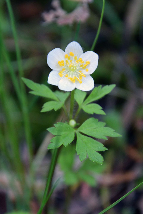 サンリンソウ　草刈りされたためか、小さめの個体が多かった。　この花は6個の萼片があった