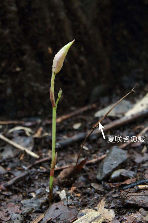 秋咲きのマヤラン新芽　　傍らには、7月初旬に咲いた夏咲きの殻がありました