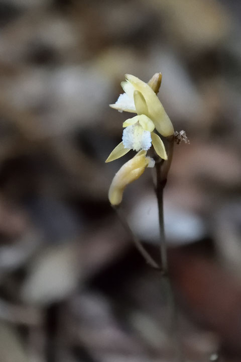 ウスキムヨウラン　平開にはほど遠いですが、他の花と比べたら、十分に開いた花がありました