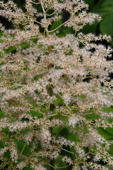 ヤグルマソウの花　花弁に見えるのは萼片