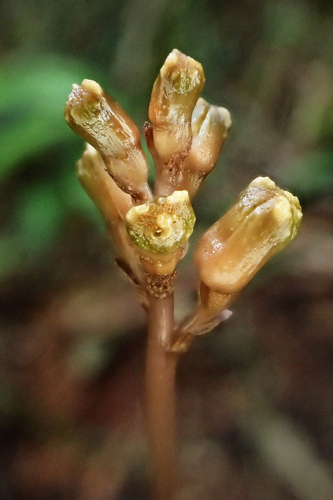 ナヨテンマ　　未開花でしたが、蕾の状態も見たかったのでよかったです