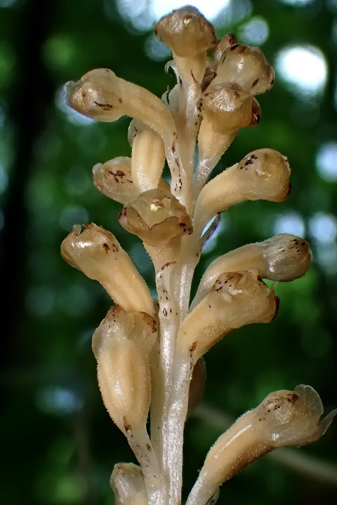 ＃４　タンザワサカネランの花序の様子