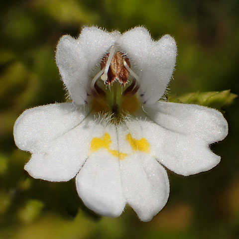 イズコゴメグサの花の正面-1