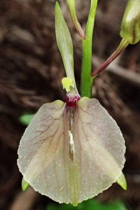 スズムシソウの花　　唇弁中央の縦筋が蜜で濡れたように見える