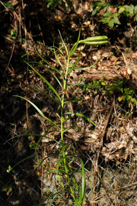 ミヤマスカシユリの果実　この植物も絶滅危惧1B類で、なかなか出逢えません