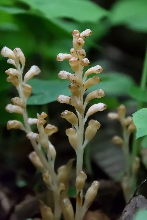 タンザワサカネランの花被はほとんど開かず、花柄子房の先が握りこぶしのようになっています。