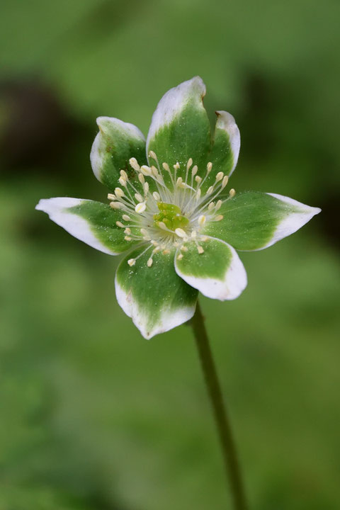 ミドリニリンソウ　この花は萼片の縁に白色が残っていて美しい