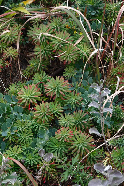 ハギクソウ (葉菊草)　トウダイグサ科 トウダイグサ属　草紅葉は始まったばかり