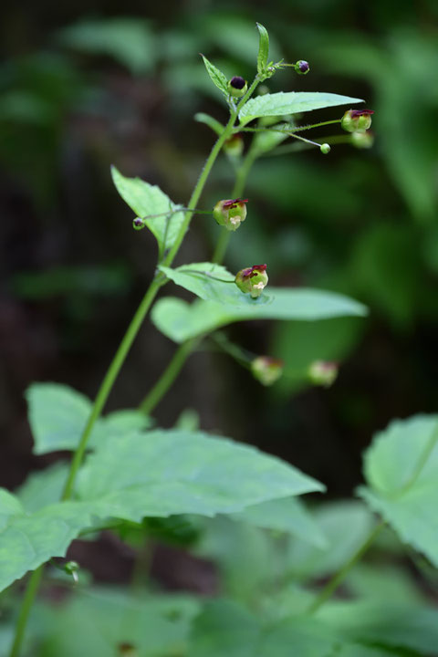 サツキヒナノウスツボは、4月末〜5月に開花します（ヒナノウスツボは7〜9月）