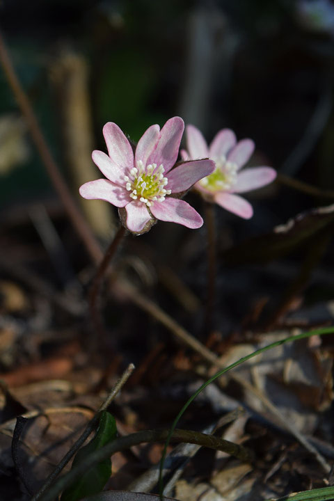 ピンク色を帯びた花は少ないですた、いくつか見つかりました