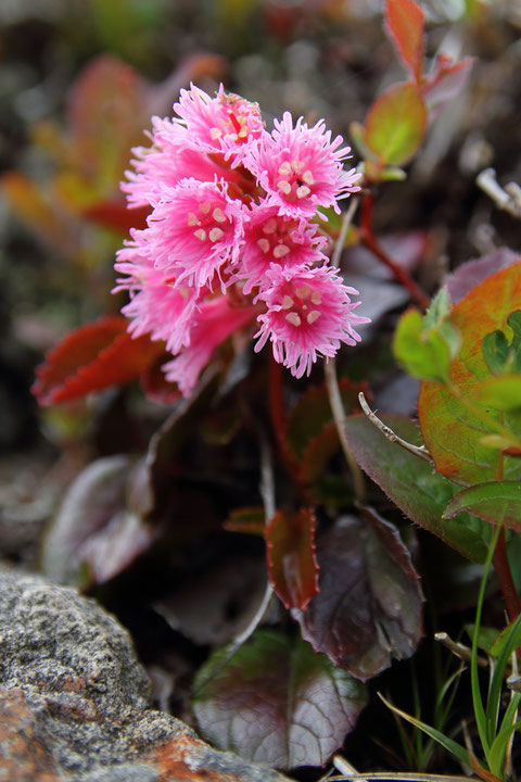 こちらはイワカガミ　　最もイワカガミらしいと思える花色はこんな色