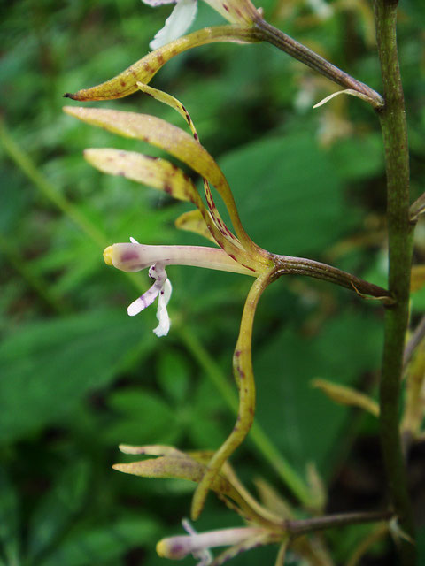 トケンランの花はコケイランを連想する色合いですが、サイハイランの仲間です。