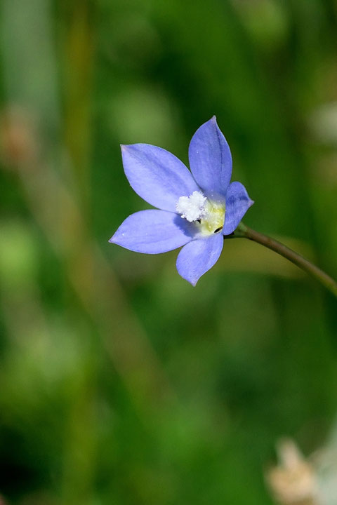 ヒナギキョウの花はキキョウよりずっと小さいですが、形はよく似ていた