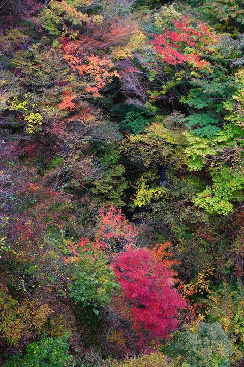 橋の上から眼下100メートルの紅葉を望む