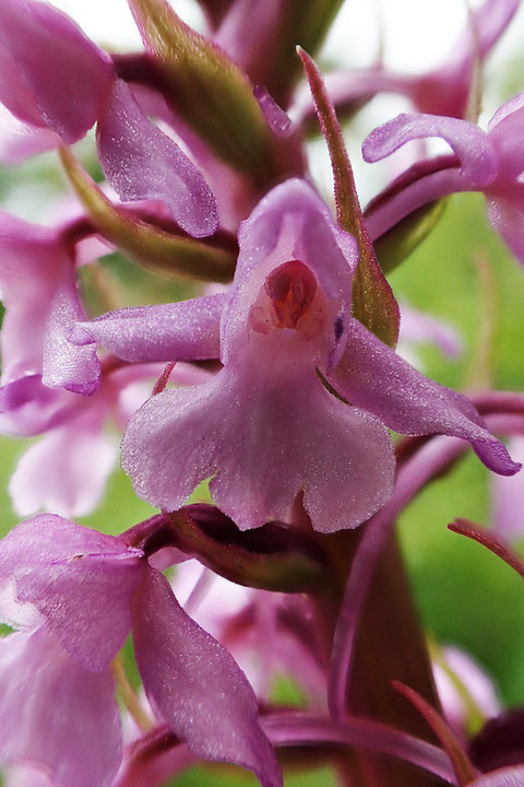 テガタチドリ　唇弁は丸っこく、全体にやさしい感じの花