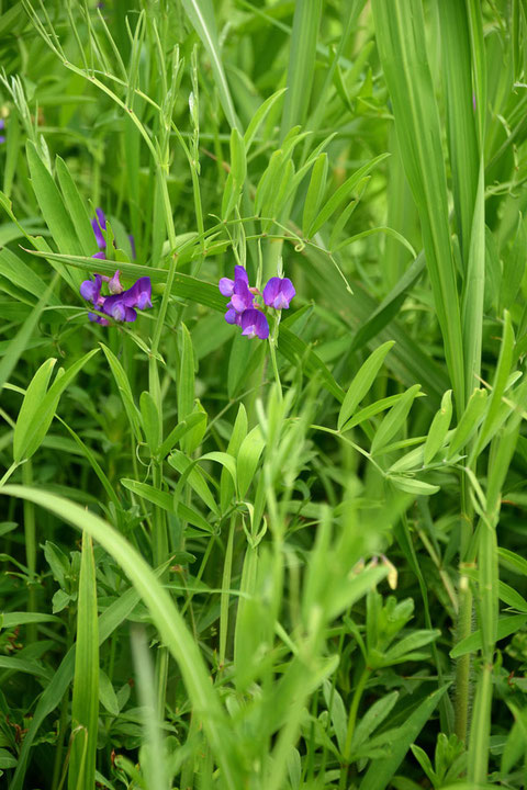 レンリソウ (連理草)　マメ科 レンリソウ属　　埼玉県絶滅危惧1B類（EN)