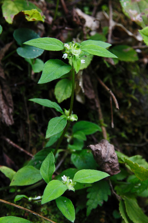 ハシカグサ (麻疹草)　アカネ科 ハシカグサ属