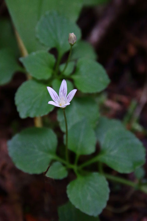 タニギキョウ (谷桔梗)　キキョウ科 タニギキョウ属　　花の径は9mmほど