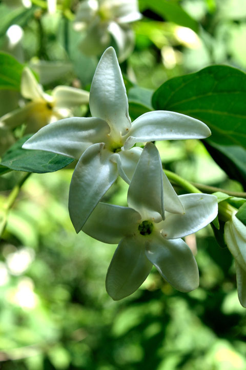 シタキソウの花冠は5裂し、裂片は互いに重なりながら平開します