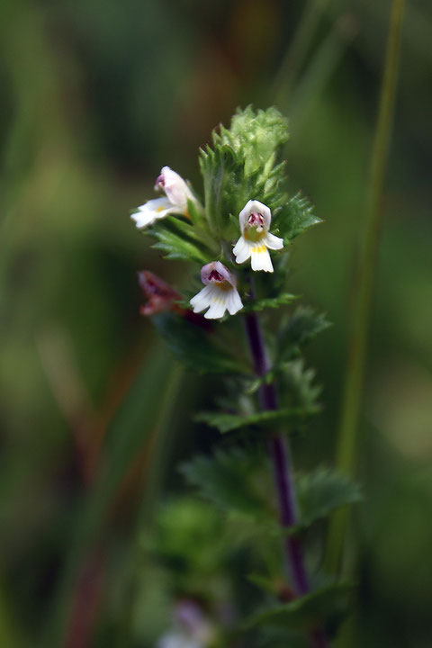 タチコゴメグサ　わずかに残り花があった