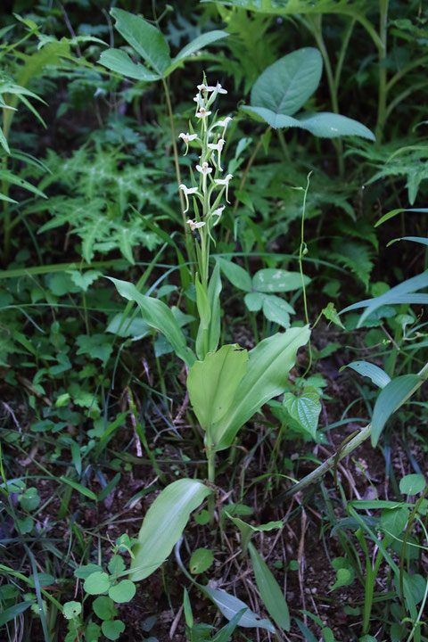 ツレサギソウは4株ほどあった。 花をつけた株Aとその根元に葉だけの株C