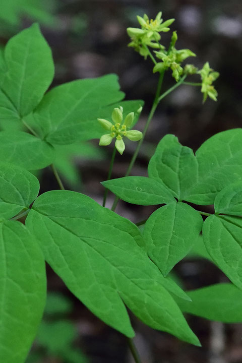 ルイヨウボタン　　葉が牡丹に似ていることが名の由来