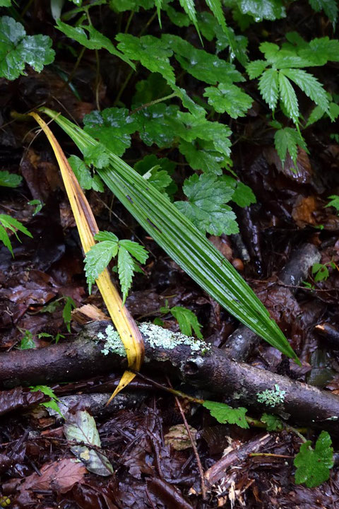 コケイランモドキの葉　 長さ38cm、幅3.5cm（緑色の葉の実測値）