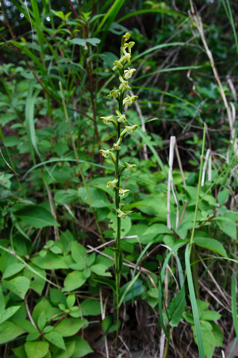 オオバノトンボソウ (大葉の蜻蛉草)　ラン科 ツレサギソウ属