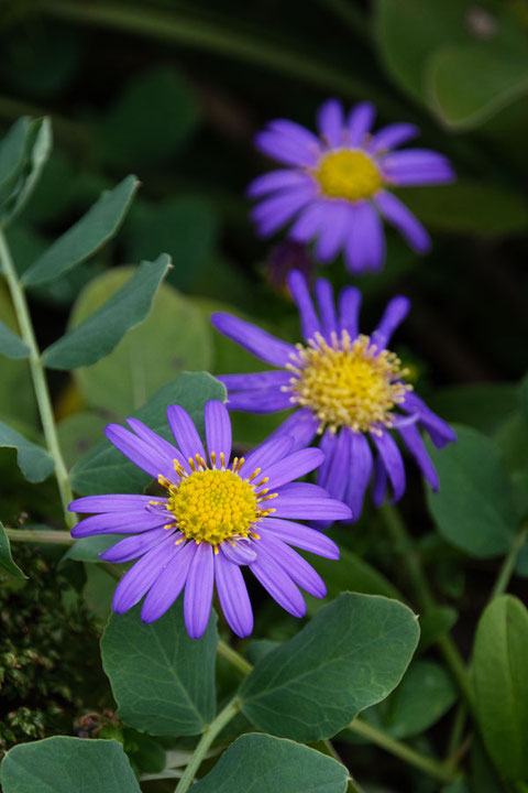 濃い紫色の花もなかなか良いね