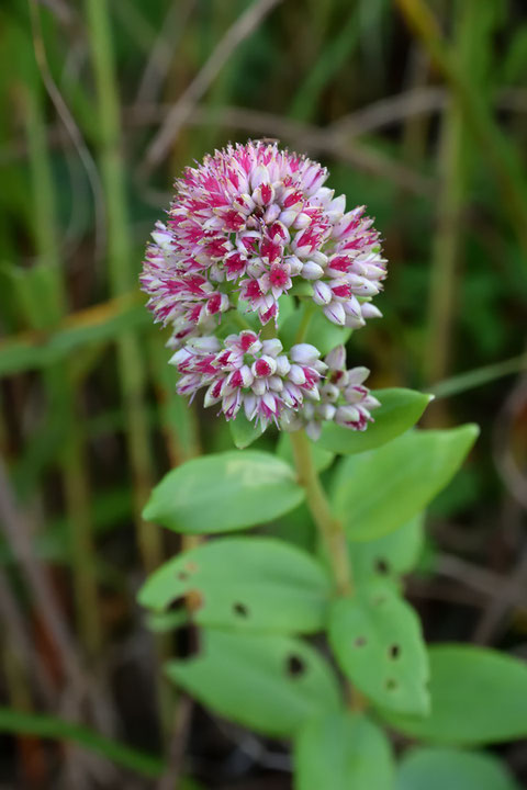 ベンケイソウの花　実は、こんなに美しい花だとは思っていなかった