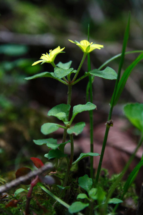 ナガエコナスビは、花柄の長さが6〜18mmと、普通の小茄子(3〜8mm)より長いのが特徴