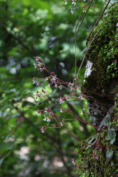 ＃１７ 花の季節に筑波山を訪れたら、ぜひこの可愛いホシザキユキノシタを見て下さい