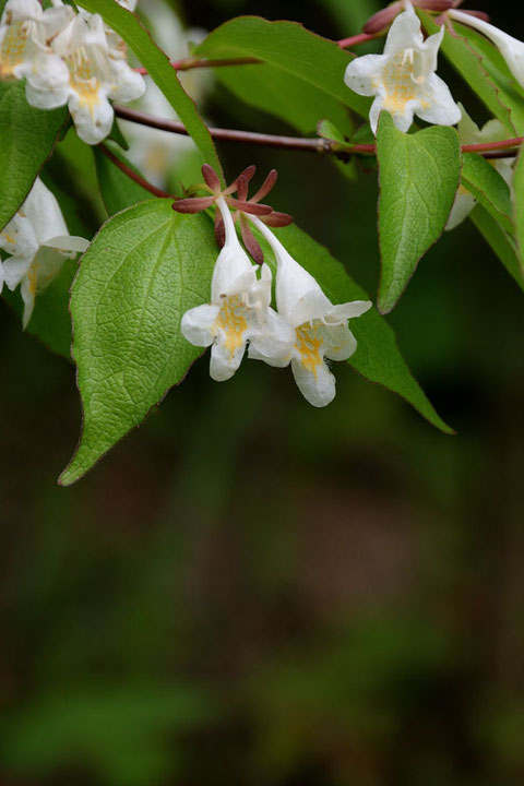 ツクバネウツギの花　　5個の萼片は同じ長さ