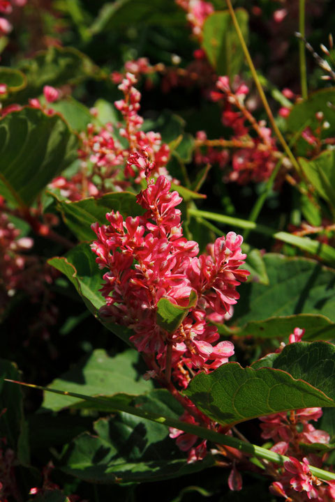 フジイタドリの中でも花が赤いものはメイゲツソウの別名があります