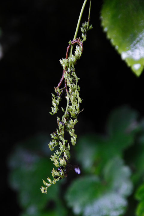 垂れ下がる花序は果実になっていた　ますますイワユキノシタっぽいぞ