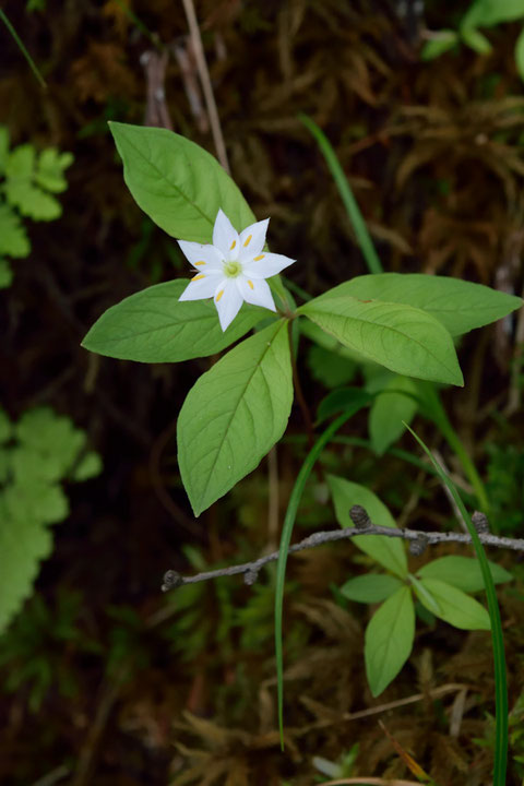 ツマトリソウもかわいい花です。　花弁の縁のピンク色は薄かった