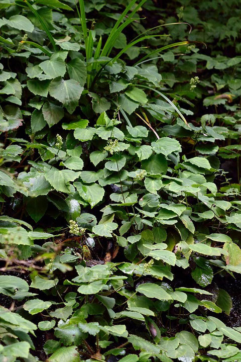 イワユキノシタと思われる植物が、岩肌の右側を埋め尽くしていた