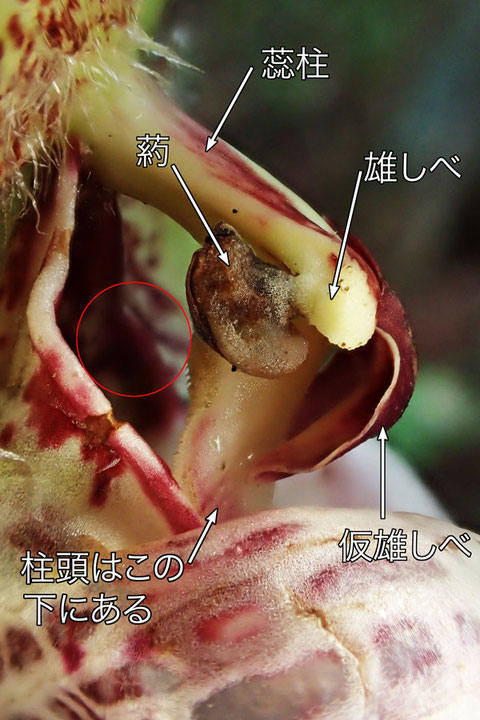 クマガイソウの蕊柱付近を側面から見る（蕊柱、雄しべ、仮雄しべ、柱頭）