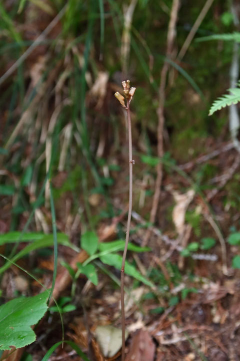 ナヨテンマ (弱天麻)　ラン科 オニノヤガラ属