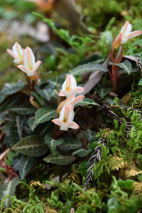 ベニシュスランは、正面と横で、かなり印象の変わる花だと思います。