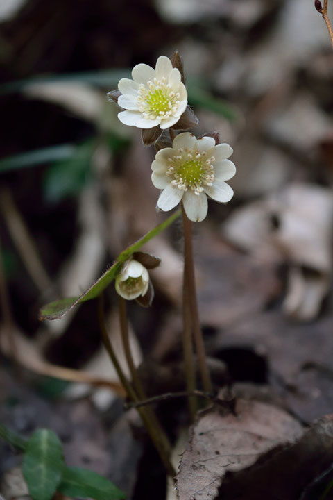 2月前半に咲き出しているなんて、とても早い。　開花したての花もありました