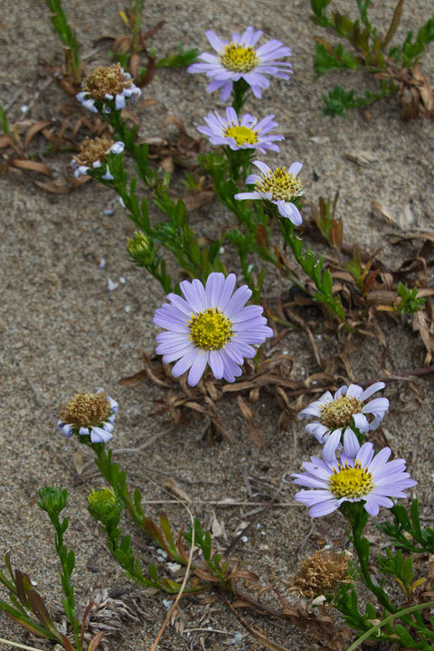 ハマベノギクの舌状花が丸みを帯びた花は花弁の数も多く、花弁の間の隙間がなかった